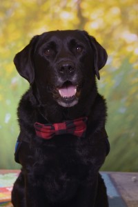 Marvelous Milo